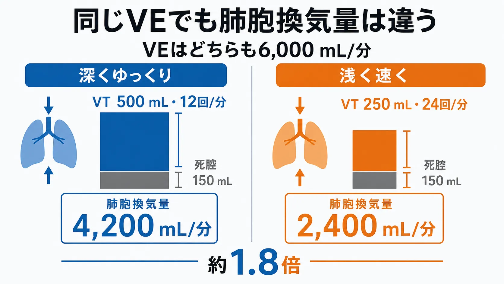 同じ分時換気量でも深くゆっくりした呼吸と浅く速い呼吸では肺胞換気量が異なることを示す比較図